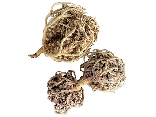 Rose de jericho-Chajarat Mariam